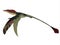 Eudimorphodon Wings Down