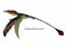 Eudimorphodon Wings Down with Font