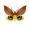 Eudocima tyrannus. Realistic night butterfly. Lepidoptera insect, flying arthropod animal. Exotic moth with ornamental