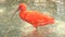 Eudocimus ruber, Scarlet ibis (4K)