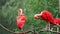 Eudocimus ruber on tree branch. Four bright red birds Scarlet Ibis