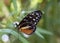 Eueides isabella butterfly