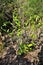 A Eugenia brasiliensis tree growing in the backyard in the field.