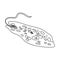 Euglena  outline vector illustration, science educated art