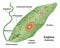 Euglena Protozoan Microscopic Cell Structures