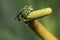 Euglossa sp bee - Green Bee close up - Agapostemon sp. macro photo