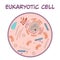 Eukaryotic Cell vector illustratration graphic