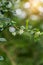 Eukien tea flower with blur background