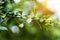 Eukien tea flower with blur background