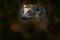 Eulemur coronatus, Crowned lemur, small monkey close up detail portrait, Madagascar. Lemur peeping out, behind the tree, in the