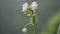 Eulophia nuda (spectacular eulophia, Amarkand)