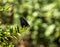 Eumaeus atala butterfly