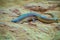 Eumeces schneiderii, commonly known as Schneider`s skink or the Berber skink