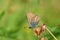 Eumedonia eumedon , the geranium argus butterfly