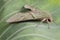 Eumorpha labruscae gaudy sphinx green moth catapilar on leaf haw