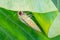 Eumorpha labruscae gaudy sphinx green moth catapilar on leaf haw