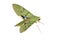 Eumorpha labruscae gaudy sphinx green moth catapilar white background hawk-moth