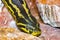 Eunectes notaeus. The Paraguayan anaconda. southern anaconda. yellow anaconda.