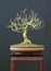 Euonymus bonsai