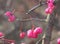 Euonymus europaeus with pink berries