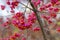 Euonymus europaeus with red toxic fruits in autumn