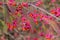 Euonymus europaeus with red toxic fruits in autumn