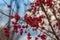 Euonymus europaeus with red toxic fruits in autumn