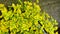 Euonymus Fortune Topiary haircuts . euonymus variegata with yellow variegated foliage.Euonymus pruning. Hands trim