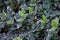 Euonymus fortunei Emerald Gaiety variegated green and white