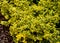 Euonymus fortunei emerald gold evergreen shrub or creeping or climbing tree of golden leaf color