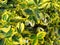 Euonymus fortunei Emerald Gold, variety with yellow leaves