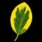 Euonymus leaf, yellow, green