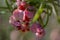 Euonymus nanus ornamental poisonous plant, shrubs branches full of pink orange ripened fruits