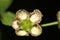 Euonymus tingens, Purple-veined spindle tree