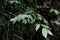 Euonymus verrucosus - Wild plant shot in the spring
