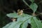Euonymus verrucosus - Wild plant shot in the spring