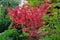 Euonymus winged bush with red leaves in the beautiful garden close-up