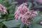 Eupatorium blossoming in a summer garden.