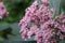 Eupatorium blossoming in a summer garden.