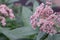 Eupatorium blossoming in a summer garden.