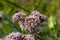 Eupatorium blossoming in a summer garden. Eupatorium cannabinum Local names davnik, hemp dog, dog hemp, etc. is a perennial