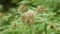 Eupatorium cannabinum flowering plant, hemp-agrimony or holy rope flower