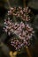 Eupatorium Cannabinum inflorescences blooming in the garden against a blurred background