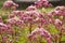 Eupatorium cannabinum L. family Asteraceae. Stevia conpletely flowering in August, close-up of the inflorescence of pink color