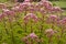 Eupatorium cannabinum L. family Asteraceae. Stevia conpletely flowering in August, close-up of the inflorescence of pink color