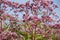 Eupatorium cannabinum L. family Asteraceae. Stevia conpletely flowering in August, close-up of the inflorescence of pink color