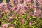 Eupatorium cannabinum L. family Asteraceae. Stevia conpletely flowering in August, close-up of the inflorescence of pink color