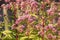 Eupatorium cannabinum L. family Asteraceae. Stevia conpletely flowering in August, close-up of the inflorescence of pink color