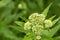 Eupatorium cannabinum plant hemp-agrimony, holy rope with bokeh