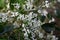 Eupatorium coelestinum ( Mist flower ) white flowers. Asteraceae perennial plants.